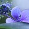 紫陽花