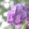 キラキラたまボケ紫陽花