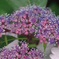 これも紫陽花なのかな^^;part2