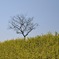 rape blossoms