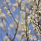 ume