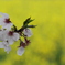 水も滴るいい桜