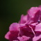 DSC09751