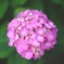 紫陽花