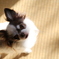 ベニヲたん　２５