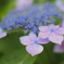 本当の開花