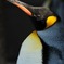 コウテイペンギン