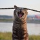 野良猫