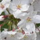 桜アップ１
