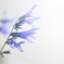 blue snakes