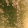 枝垂れ桜