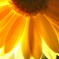 花のレントゲン