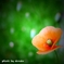 繁栄の花 ＜6＞