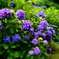 紫陽花