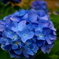 紫陽花
