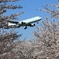 桜に包まれて