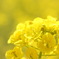 菜の花