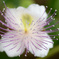 ケッパーの花２