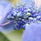 ガクアジサイの花-1