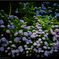 ｢紫陽花」