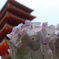 高幡不動尊PART2