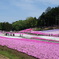 芝桜