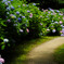 Hydrangea Trail