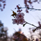 寒桜