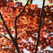 春の紅葉