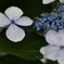 雨月物語（５）