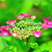 紫陽花.1