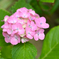 紫陽花.3