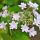 紫陽花.4