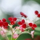 紅（KUREINAI）I