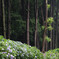 Hydrangea in the forest