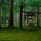・・とある苔むす神社にて