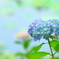 梅雨の晴れ間