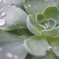 梅雨