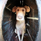 犬小屋・・♪