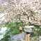 桜とみはる