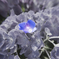 紫陽花