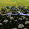 紫陽花とロードスター