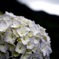 紫陽花
