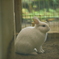 明月うさぎ♪