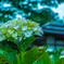 紫陽花