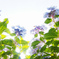紫陽花乱舞