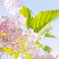 桜のような・・・