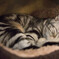 すやすやねこ