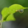 カタツムリの目覚め
