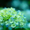 紫陽花♪